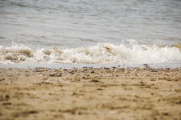 포토 JPG 해외이미지 모래 파도 바다 조개 해변 사람없음 물 껍질 북쪽 해외202004 해외포토 자연요소 어패류 방향 파일형식 이미지허브