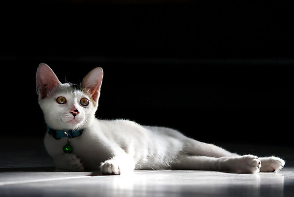 포토 JPG 해외이미지 동물 1 응시 새끼 백그라운드 겨울 장난 휴식 수염 사람없음 반려동물 햇빛 귀여움 고양이 줄무늬 우유 흰색 아기 신생아 작음 호기심 꼬리 사냥 엽서 위치 거짓말 걸음마 총구 해외202004 해외포토 시선 계절 감정 컬러 컨셉 무늬 포유류 모션 유제품 사람 태양 크기 편지 파일형식 이미지허브