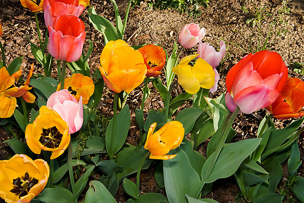 포토 JPG 해외이미지 식물 계절 꽃 지구 줄기 잎 자연 새로움 사람없음 야외 초록색 여름 새싹 환경 정원 흙 봄 활발 튤립 성장 침대 신선 칼날 작음 발사 원예 땅바닥 생태학 해외202004 해외포토 교육 컬러 가구 컨셉 바닥 취미 크기 생태계 파일형식 이미지허브