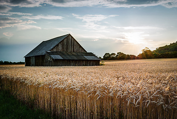 포토 JPG 해외이미지 나무 구름 밭 농업 하늘 아침 지붕 풍경 사람없음 건물 목재 여름 파란색 태양 농장 일출 일몰 목장 시골 오두막 낟알 시리얼 밀 버리기 헛간 외양간 옛날 판잣집 해외202004 해외포토 주간 자연요소 식물 건축물 계절 산업 음식 컬러 재료 모션 곡류 주택 노을 저장고 파일형식 이미지허브