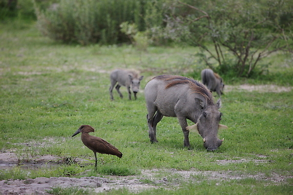 포토 JPG 해외이미지 동물 야생동물 백그라운드 여러마리 포유류 조류 사람없음 흑멧돼지 해외202004 해외포토 다수 멧돼지 파일형식 이미지허브