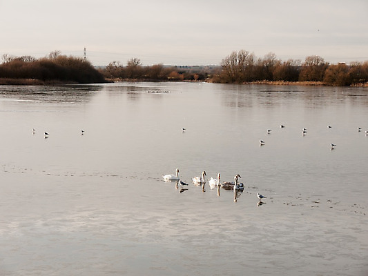 포토 JPG 해외이미지 동물 계절 호수 야생동물 겨울 날개 가족 자연 조류 아침 날씨 독일 사람없음 야외 물 빛 강 반사 평화 냉동 얼음 수영 희망 봄 추위 흰색 연못 우아함 깃털 서리 부리 백조 목 물새 벙어리 해외202004 해외포토 주간 자연요소 감정 유럽 컬러 컨셉 관계 신체부위 수상스포츠 생태계 파일형식 이미지허브