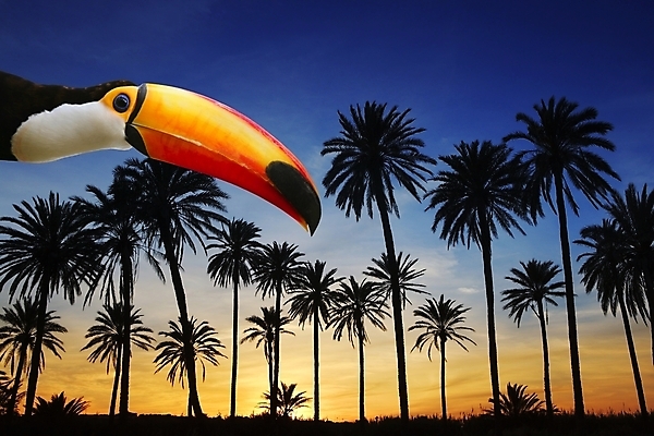 포토 JPG 해외이미지 나무 실루엣 바다 섬 여행 오렌지 자연 조류 하늘 날씨 휴가 휴식 따뜻함 손바닥 풍경 사람없음 야외 빨간색 여름 파란색 빛 컬러풀 햇빛 태양 노란색 평화 일출 맑음 황혼 일몰 황금 저녁 호기심 이국적 파라다이스 수평선 브라질사람 해외202004 해외포토 자연요소 식물 동물 손 계절 감정 컬러 컨셉 과일 촬영기법 노을 야간 생태계 파일형식 이미지허브