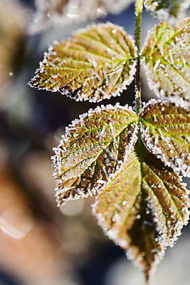 포토 JPG 해외이미지 식물 잎 자연 아침 사람없음 얼음 추위 가을 서리 결정체 해외202004 해외포토 주간 자연요소 계절 생태계 파일형식 이미지허브