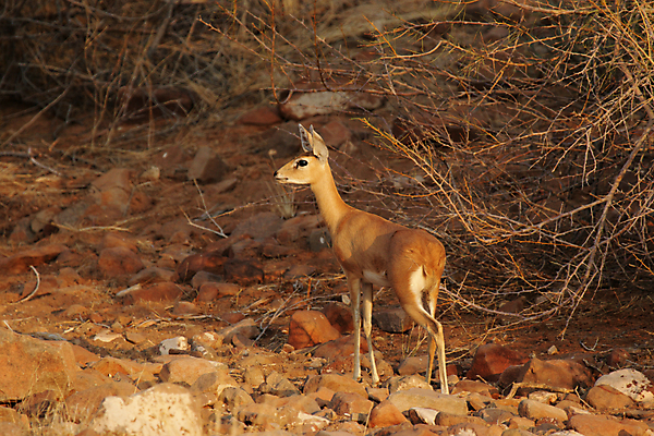 포토 JPG 해외이미지 동물 야생동물 포유류 아프리카 자연 털 사람없음 갈색 작음 수줍음 사파리 귀 영양 경보 나미비아 스텝 해외202004 해외포토 감정 나라 컬러 신체부위 크기 생태계 남아프리카 파일형식 이미지허브