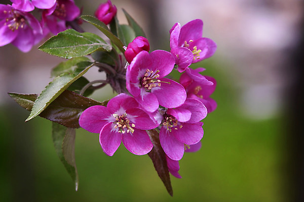 포토 JPG 해외이미지 나무 식물 계절 꽃잎 꽃 분홍색 자연 사람없음 야외 가로 컬러풀 일본 봄 벚꽃 나뭇가지 개화 체리 사과 내추럴 해외202004 해외포토 아시아 컬러 과일 생태계 파일형식 이미지허브