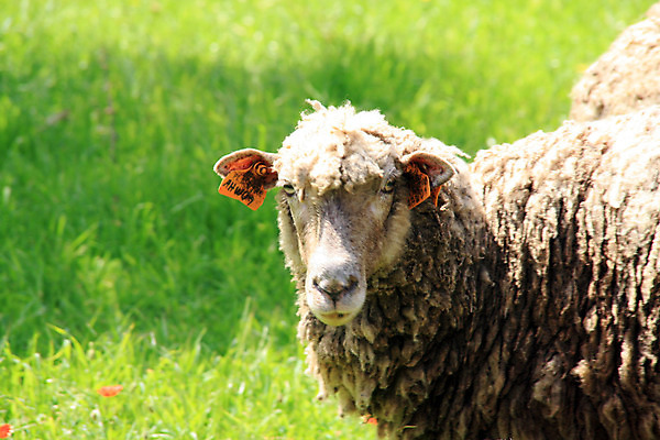 포토 JPG 해외이미지 동물 꽃 백그라운드 밭 포유류 자연 하늘 새로움 서기 사람없음 초록색 농장 봄 신선 양 민들레 귀 노려봄 양모 천진난만 해외202004 해외포토 식물 계절 컬러 컨셉 농업 모션 표정 신체부위 직물 생태계 파일형식 이미지허브