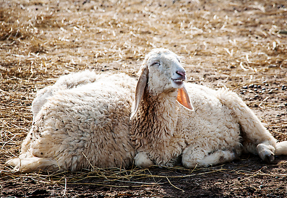 포토 JPG 해외이미지 동물 응시 계절 농업 포유류 하늘 밥 건조 육류 사람없음 야외 초록색 파란색 농장 평화 맑음 가축 봄 흰색 시골 신선 양 양치기 군중 주식 밀짚 양모 땅바닥 밭일 해외202004 해외포토 직업 시선 산업 음식 컬러 컨셉 식재료 날씨 바닥 사람 금융 직물 짚 파일형식 이미지허브
