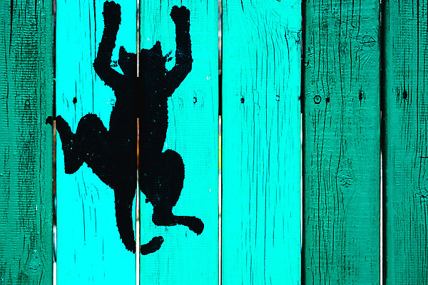 포토 JPG 해외이미지 디자인 벽 패턴 표면 날씨 추상 바닥 사람없음 목재 파란색 울타리 갈색 페인트 판넬 거친 널 질감 그런지 수목 옛날 해외202004 해외포토 나무 컬러 무늬 재료 담장 파일형식 이미지허브