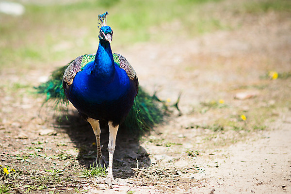포토 JPG 해외이미지 동물 1 남자 야생동물 여행 백그라운드 패턴 오렌지 자연 조류 왕관 동물원 서기 사람없음 야외 가로 초록색 파란색 컬러풀 머리 활발 화려 우아함 공작 인도인 깃털 묘사 꼬리 부리 목 보여주기 꿩 멀티 터키석 해외202004 해외포토 외국인 컬러 컨셉 무늬 과일 모션 사람 동양인 신체부위 보석 생태계 파일형식 이미지허브