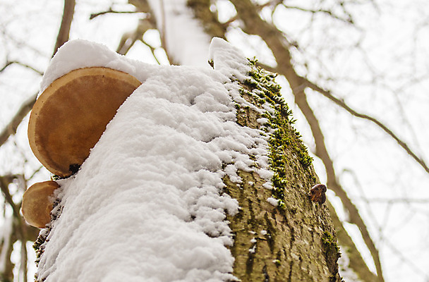 포토 JPG 해외이미지 나무 식물 2 겨울 자연 사람없음 야외 목재 초록색 갈색 버섯 추위 성장 숲 깨짐 해외202004 해외포토 계절 컬러 컨셉 재료 생태계 파일형식 이미지허브