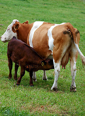 포토 JPG 해외이미지 동물 여자 음료 밭 농업 포유류 엄마 사람없음 야외 세로 초록색 농장 노란색 가축 목장 소고기 우유 자녀 시골 소 빨다 군중 갈증 유기농 젖 송아지 밭일 송아지고기 해외202004 해외포토 웰빙 산업 새끼 컬러 가족 모션 유제품 육류 사람 파일형식 이미지허브