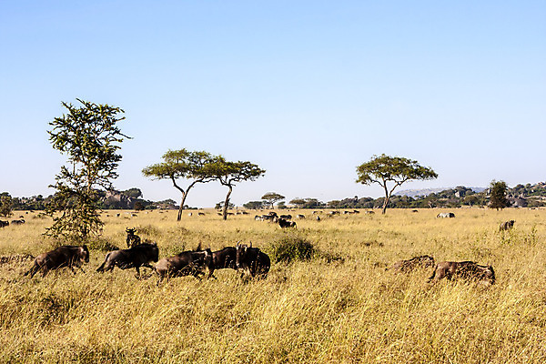 포토 JPG 해외이미지 식물 야생동물 아프리카 풍경 사람없음 초록색 파란색 달리기 갈색 그룹 군중 언덕 꼬리 영양 갈기 동물상 탄자니아 많음 해외202004 해외포토 동물 나라 컬러 컨셉 모션 사람 조형물 파일형식 이미지허브