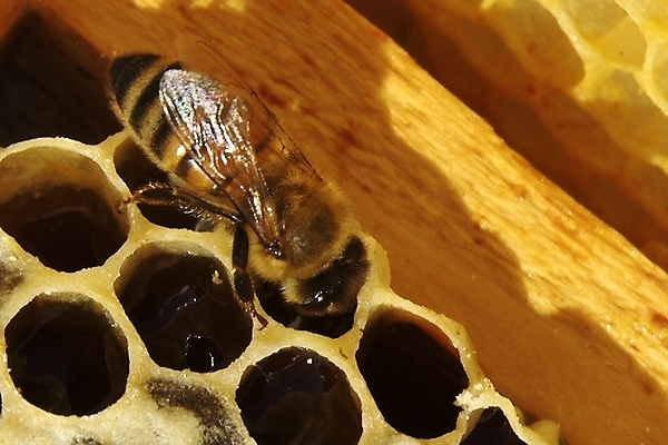 포토 JPG 해외이미지 식물 동물 꽃 음식 곤충 백그라운드 패턴 농업 자연 프레임 세포 건강 사람없음 약 환경 벚꽃 머리빗 황금 닫기 달콤 꿀벌 먹기 영화 유기농 바쁨 꽃가루 꿀 벌집 내추럴 밀랍 식민지 양봉 양봉장 해외202004 해외포토 웰빙 산업 무늬 의학 모션 문화예술 미용용품 맛 벌_곤충 가루 생태계 파일형식 이미지허브