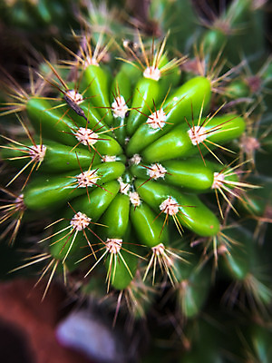 포토 JPG 해외이미지 식물 디자인 꽃 백그라운드 패턴 자연 선인장 사람없음 장식 초록색 정원 검은색 어둠 사막 성장 흰색 신선 냄비 작음 질감 날카로움 내추럴 해외202004 해외포토 컬러 무늬 솥 크기 생태계 파일형식 이미지허브