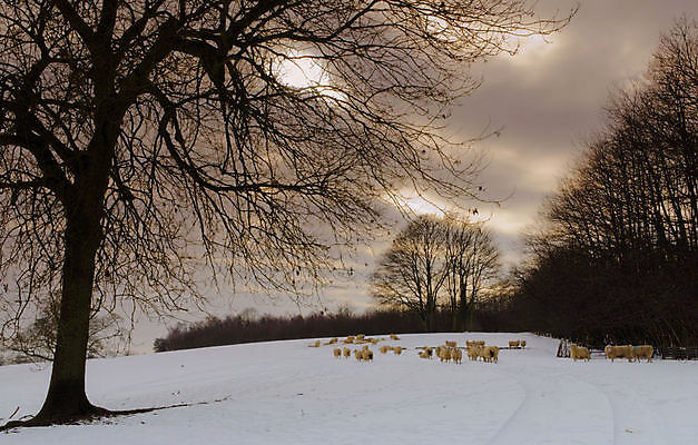 포토 JPG 해외이미지 나무 동물 겨울 밭 하늘 날씨 영국 잉글랜드 사람없음 농장 추위 양 양모 눈내림 해외202004 해외포토 식물 계절 유럽 농업 포유류 눈_날씨 직물 파일형식 이미지허브