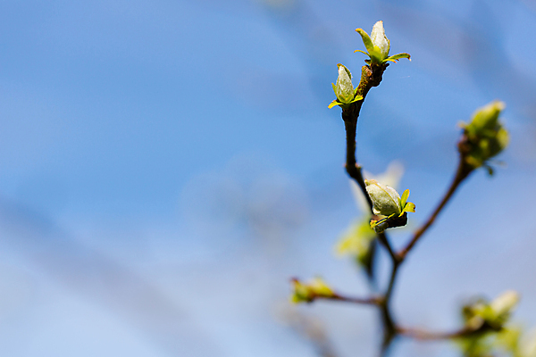 포토 JPG 해외이미지 나무 식물 계절 꽃 백그라운드 잎 농업 자연 하늘 새로움 발렌타인데이 사랑 사람없음 초록색 농장 환경 정원 희망 봄 공백 기쁨 추위 자유 성장 벚꽃 흰색 나뭇가지 시골 신선 닫기 연도 에코 자작나무 내추럴 고립 신앙심 해외202004 해외포토 감정 산업 컬러 컨셉 모션 데이이벤트 생태계 파일형식 이미지허브