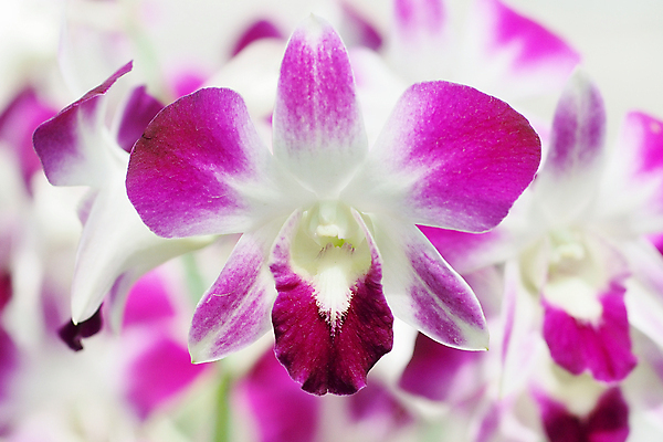 포토 JPG 해외이미지 식물 꽃 화분 꽃다발 백그라운드 잎 꽃무늬 밭 자연 사람없음 장식 초록색 여름 컬러풀 정원 성장 벚꽃 나뭇가지 신선 화려 개화 난초 해외202004 해외포토 나무 계절 컬러 컨셉 무늬 농업 생태계 파일형식 이미지허브