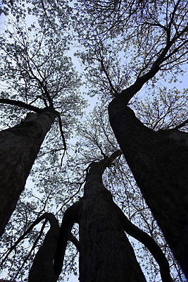 포토 JPG 해외이미지 나무 전통 응시 꽃 지구 잎 자연 지붕 휴가 사람없음 야외 목재 초록색 여름 파란색 빛 청춘 농장 환경 침묵 봄 덮개 벚꽃 나뭇가지 시골 신선 고독 숲 땅 장면 천국 완전 해외202004 해외포토 식물 시선 계절 감정 컬러 컨셉 농업 재료 소리 뚜껑 생태계 파일형식 이미지허브