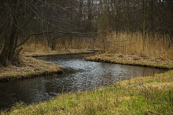 포토 JPG 해외이미지 나무 자연 풍경 사람없음 초록색 물 강 갈색 시골 개울 숲 네덜란드 해외202004 해외포토 자연요소 식물 유럽 컬러 생태계 파일형식 이미지허브