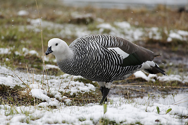 포토 JPG 해외이미지 동물 1 남자 야생동물 자연 조류 국립공원 사람없음 흰색 거위 물새 아르헨티나 해외202004 해외포토 공원 컬러 사람 남아메리카 생태계 파일형식 이미지허브