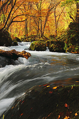 포토 JPG 해외이미지 나무 계절 공원 단풍 잎 오렌지 자연 이끼 풍경 사람없음 야외 컬러풀 일본 폭포 가을 바위 개울 강가 즐거움 해외202004 해외포토 식물 공공시설 감정 아시아 컬러 과일 강 돌_바위 생태계 파일형식 이미지허브