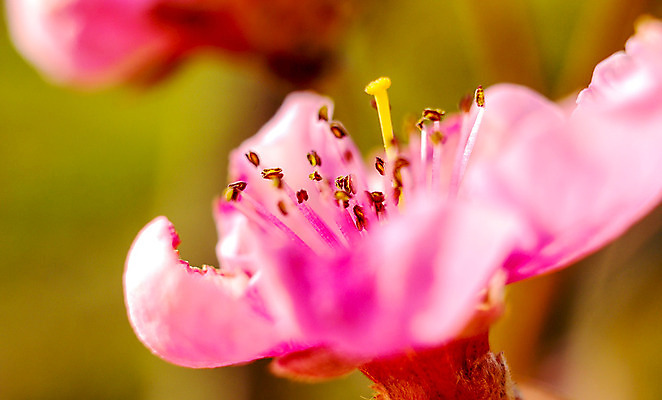 포토 JPG 해외이미지 식물 꽃잎 꽃 분홍색 백그라운드 꽃무늬 오렌지 자연 실내 따뜻함 사랑 사람없음 빨간색 초록색 태양 노란색 오픈 뜨거움 센터 닫기 사과 보케 향기 아로마 복숭아 꽃가루 부드러움 자두 내추럴 꽃수술 블러 해외202004 해외포토 자연요소 감정 컬러 무늬 과일 모션 내부 감각 가루 생태계 냄새 파일형식 이미지허브