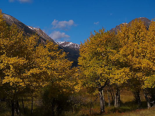 포토 JPG 해외이미지 나무 산 사람없음 노란색 가을 황금 9월 10월 콜로라도 해외202004 해외포토 식물 계절 컬러 미국 날짜 파일형식 이미지허브