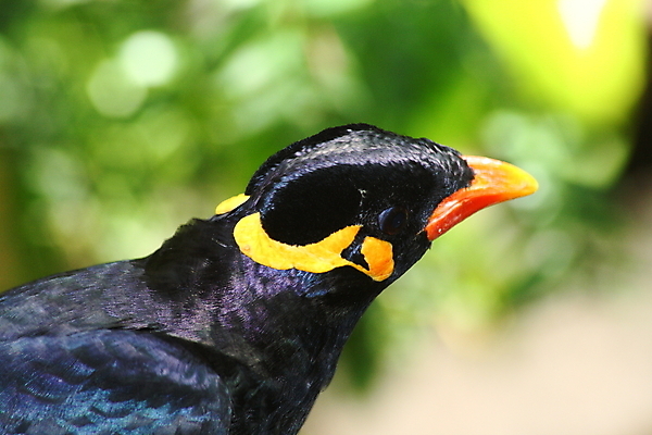포토 JPG 해외이미지 사람없음 남아메리카 깃털 부리 해외202004 해외포토 아메리카 파일형식 이미지허브