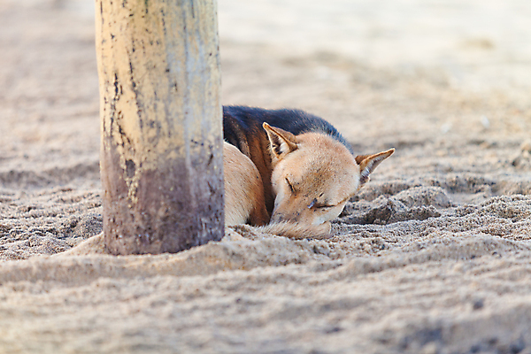 포토 JPG 해외이미지 아시아 여유 모래 여행 자연 휴가 휴식 사람없음 모래사장 평화 자유 시골 잠 개 편안함 엽서 내추럴 스리랑카 파라다이스 해외202004 해외포토 감정 나라 바다 컨셉 포유류 감각 편지 생태계 파일형식 이미지허브
