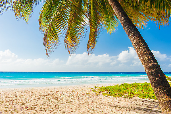 포토 JPG 해외이미지 나무 모래 파도 바다 섬 여행 백그라운드 자연 하늘 휴가 풍경 사람없음 물 여름 파란색 햇빛 태양 침묵 코코넛 대서양 석호 강렬 이국적 터키석 파라다이스 해외202004 해외포토 자연요소 식물 계절 컬러 과일 소리 보석 생태계 파일형식 이미지허브