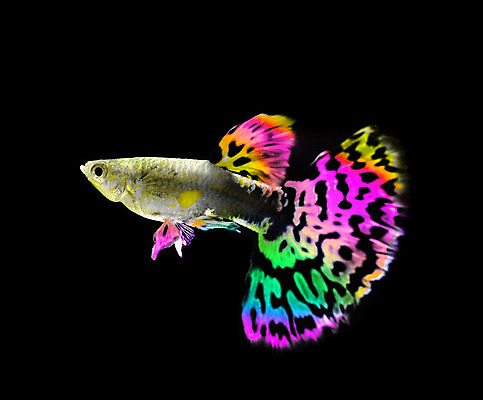 포토 JPG 해외이미지 동물 드레스 백그라운드 이동 오렌지 자연 어류 사람없음 물 반려동물 검은색 수중 수영 희망 신선 공작 꼬리 탱크 수족관 강렬 고립 해외202004 해외포토 자연요소 옷 감정 컬러 컨셉 과일 조류 수중동물 수상스포츠 생태계 파일형식 이미지허브