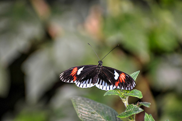 포토 JPG 해외이미지 야생동물 나비 곤충 잎 날개 자연 영국 잉글랜드 안테나 서기 성인 사람없음 가로 빨간색 여름 갈색 머리 검은색 흰색 역사 큼 흉부 우체부 싱글 내추럴 구성 동물상 해외202004 해외포토 식물 동물 직업 계절 유럽 컬러 통신 모션 사람 신체부위 조형물 호흡기관 크기 생태계 파일형식 이미지허브