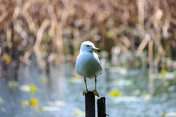 포토 JPG 해외이미지 한마리 호수 갈매기 조류 서기 사람없음 물 강 흰색 해외202004 해외포토 자연요소 동물 1 컬러 모션 파일형식 이미지허브