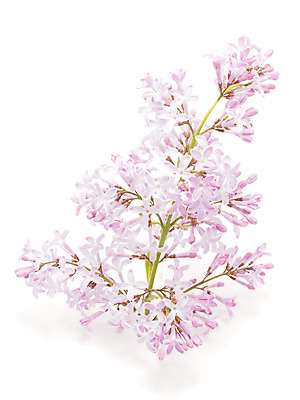 포토 JPG 해외이미지 식물 디자인 계절 꽃잎 꽃 백그라운드 잎 꽃무늬 자연 사람없음 장식 초록색 컬러풀 정원 보라색 봄 흰색 나뭇가지 신선 개화 편안함 다발 제비꽃 심볼 묘사 향기 냄새 아로마 라일락 내추럴 파스텔톤 해외202004 해외포토 나무 컬러 무늬 감각 생태계 파일형식 이미지허브