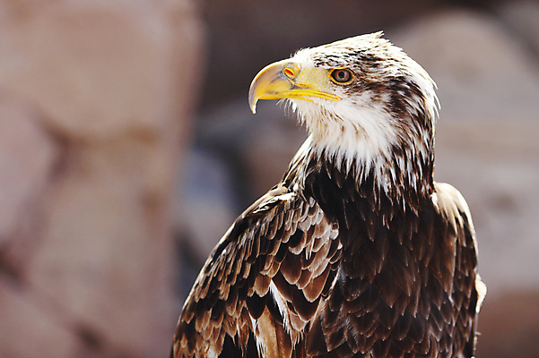 포토 JPG 해외이미지 주간 한마리 야생동물 사람없음 야외 독수리 흰머리독수리 해외202004 해외포토 자연요소 동물 1 조류 파일형식 이미지허브