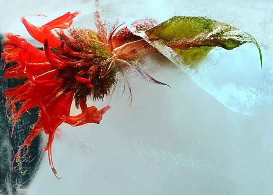 포토 JPG 해외이미지 식물 계절 꽃잎 꽃 꽃다발 백그라운드 컨셉 잎 꽃무늬 자연 추상 사람없음 빨간색 물 파란색 반사 냉동 얼음 거품 추위 벚꽃 흰색 신선 신용카드 투명 다발 순수 상쾌 서리 꽃수술 카피스페이스 해외202004 해외포토 자연요소 감정 컬러 무늬 금융 공백 생태계 파일형식 이미지허브