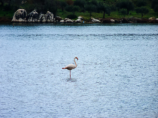 포토 JPG 해외이미지 동물 공원 호수 야생동물 여행 자연 조류 서기 풍경 사람없음 야외 물 컬러풀 반사 연못 플라밍고 사파리 깃털 부리 진흙 물새 내추럴 해외202004 해외포토 자연요소 공공시설 컬러 모션 생태계 파일형식 이미지허브