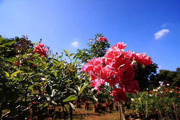 포토 JPG 해외이미지 식물 공원 꽃잎 꽃 꽃다발 백그라운드 잎 꽃무늬 밭 자연 발렌타인데이 사랑 미술 사람없음 야외 장식 빨간색 초록색 컬러풀 장미 정원 봄 벚꽃 축하 신선 개화 묘사 꽃봉오리 원예 아로마 꽃가루 진홍색 깊이 단아함 해외202004 해외포토 계절 공공시설 감정 컬러 컨셉 무늬 농업 데이이벤트 문화예술 취미 가루 생태계 파일형식 이미지허브