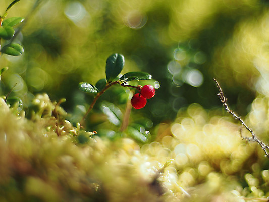 포토 JPG 해외이미지 식물 열매 음식 줄기 백그라운드 잎 패턴 농업 채소 과일 자연 매달리기 건강 사람없음 빨간색 초록색 여름 햇빛 농장 주스 성장 가을 나뭇가지 신선 그룹 달콤 맛 숲 큼 다발 먹기 허브 유기농 내추럴 숙성 크랜베리 해외202004 해외포토 나무 웰빙 계절 산업 음료 컬러 컨셉 무늬 모션 태양 크기 생태계 파일형식 이미지허브