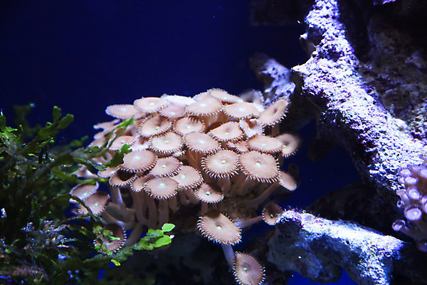 포토 JPG 해외이미지 사람없음 수중 산호 수족관 해외202004 해외포토 자포동물 파일형식 이미지허브