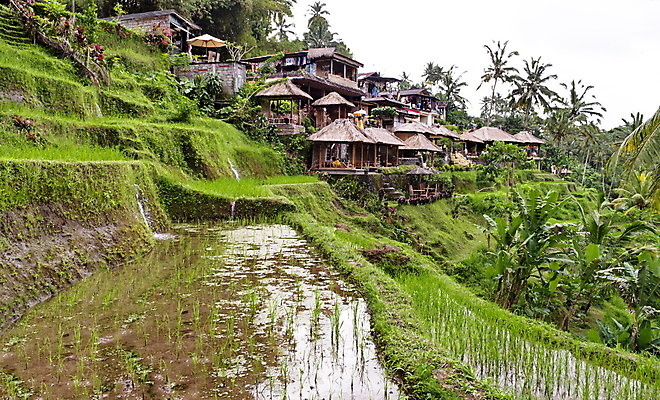 포토 JPG 해외이미지 아시아 여행 농업 자연 밥 산 동양인 풍경 사람없음 초록색 농작물 농장 농경지 마을 시골 발리 인도네시아 논밭 해외202004 해외포토 나라 산업 음식 컬러 섬 밭 논 인종 생태계 파일형식 이미지허브