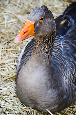 포토 JPG 해외이미지 동물 한마리 자연 조류 근접촬영 사람없음 회색 거위 해외202004 해외포토 1 뷰포인트 컬러 생태계 파일형식 이미지허브