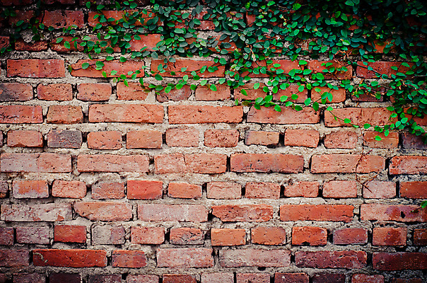 포토 JPG 해외이미지 식물 디자인 공원 꽃 벽 백그라운드 잎 꽃무늬 패턴 자연 벽지 추상 벽돌 프레임 사람없음 야외 장식 초록색 환경 정원 봄 성장 흰색 신선 덩굴 질감 아이비 내추럴 생태학 해외202004 해외포토 계절 공공시설 교육 컬러 무늬 생태계 파일형식 이미지허브