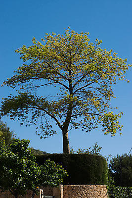 포토 JPG 해외이미지 나무 식물 계절 잎 자연 하늘 풍경 사람없음 초록색 여름 노란색 환경 봄 성장 나뭇가지 큼 심볼 오브젝트 싱글 고립 해외202004 해외포토 컬러 크기 생태계 파일형식 이미지허브
