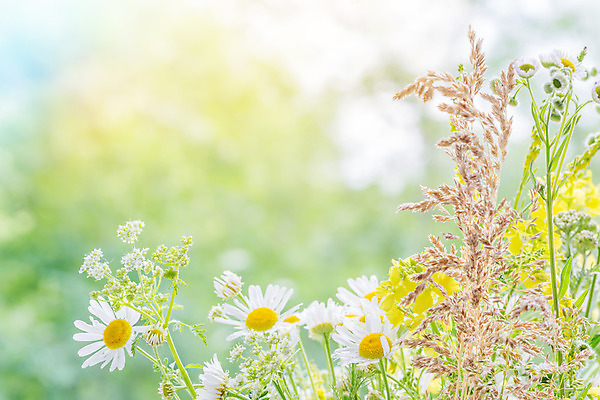 포토 JPG 해외이미지 식물 계절 꽃잎 꽃 꽃다발 백그라운드 잎 밭 자연 아침 잔디 사람없음 야외 가로 초록색 햇빛 노란색 머리 환경 정원 봄 공백 활발 젖음 촉촉함 들꽃 벚꽃 흰색 물방울 시골 신선 이슬 허브 순수 속도 데이지 캐모마일 카피스페이스 해외202004 해외포토 주간 컬러 컨셉 농업 신체부위 태양 생태계 파일형식 이미지허브