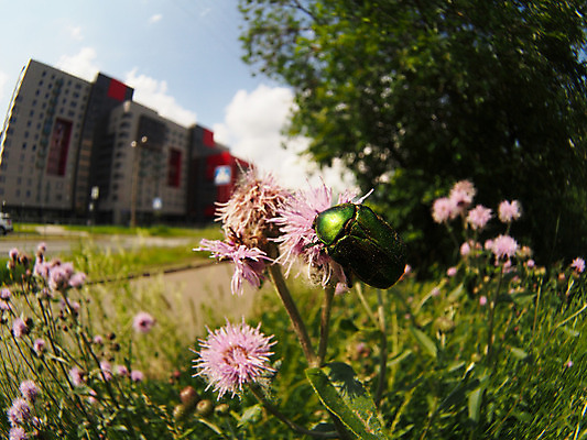 포토 JPG 해외이미지 꽃 분홍색 곤충 안테나 사람없음 빨간색 초록색 프랑스 껍질 수분 딱정벌레 묘사 꽃가루 집게발 해외202004 해외포토 식물 동물 유럽 컬러 통신 가루 파일형식 이미지허브