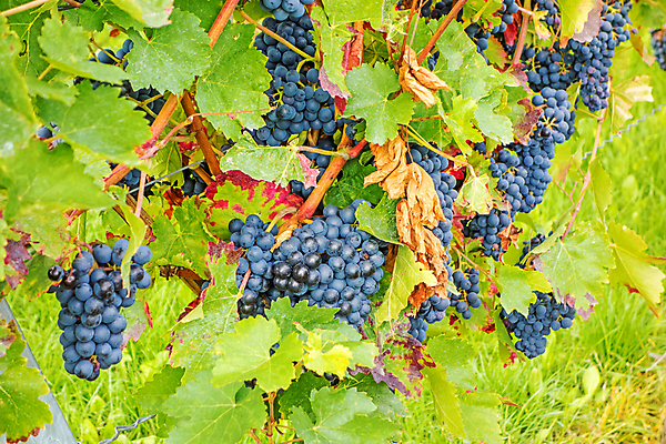 포토 JPG 해외이미지 나무 식물 계절 열매 산업 음식 여행 잎 밭 농업 과일 자연 포도 독일 건강 풍경 사람없음 야외 빨간색 초록색 여름 파란색 농장 와인 계곡 보라색 수확 성장 나뭇가지 시골 신선 다발 포도밭 장면 포도나무 밭일 숙성 양조장 줄서기 세련 해외202004 해외포토 유럽 컬러 모션 주류 과일나무 생태계 파일형식 이미지허브