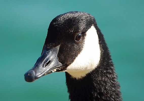 포토 JPG 해외이미지 동물 야생동물 캐나다 조류 근접촬영 사람없음 머리 거위 해외202004 해외포토 뷰포인트 북아메리카 신체부위 파일형식 이미지허브