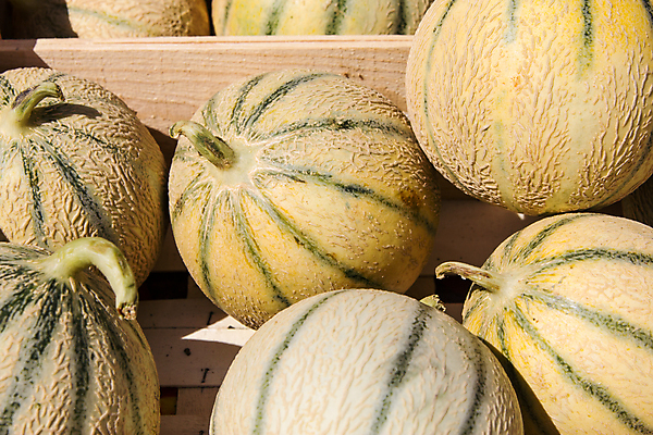 포토 JPG 해외이미지 계절 음식 백그라운드 농업 다이어트 채소 과일 건강 사람없음 목재 초록색 노란색 신선 시장 멜론 유기농 날것 숙성 해외202004 해외포토 나무 웰빙 산업 컬러 재료 파일형식 이미지허브